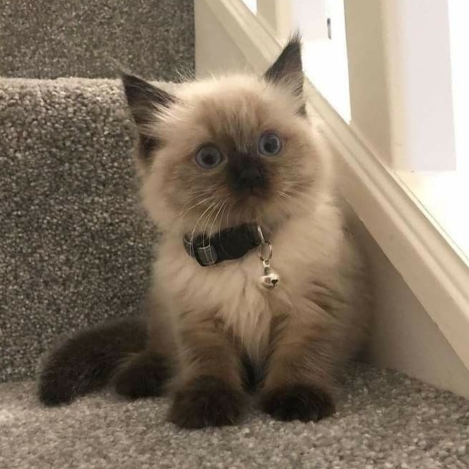 芝麻小猫₍˄·͈༝·͈˄*₎੭ 