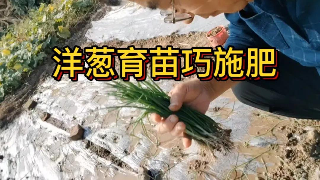 #洋葱育苗底肥用什么肥料最好#洋葱育苗底肥用充分腐熟的有机肥最好，如农家肥。它能
