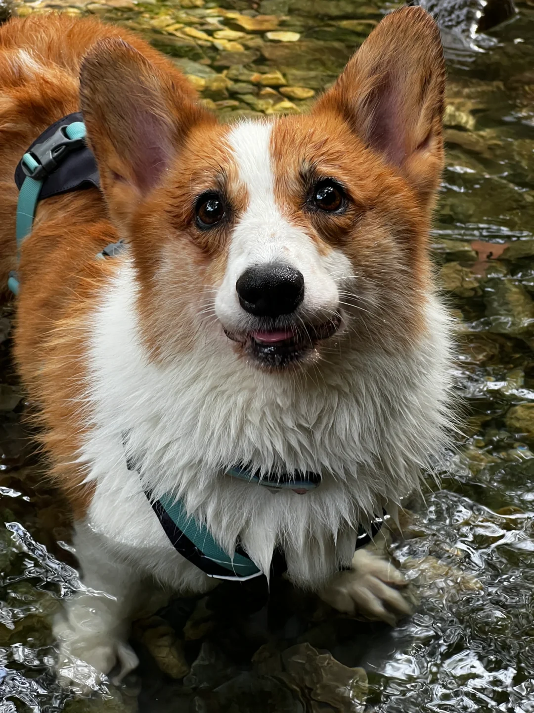 周末带小狗们去新娘房瀑布避暑🐾