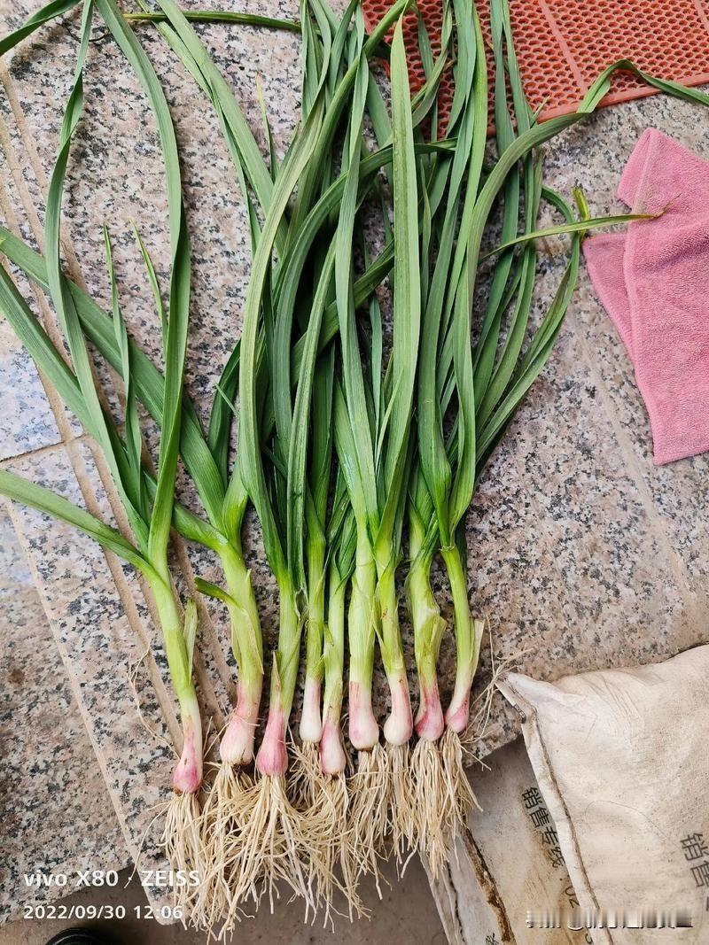 你能准确叫出以下图片中蔬菜的名称吗？
生活中有些蔬菜名字很容易叫错。就说“儿菜”