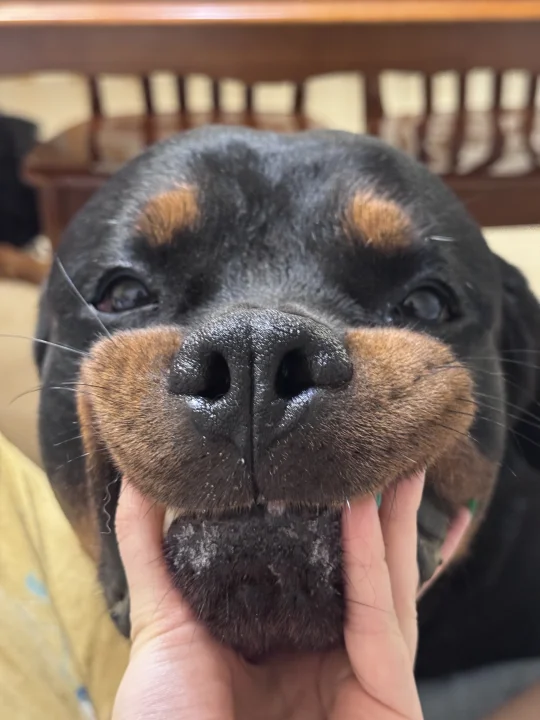 罗威纳 罗威纳幼犬 撸狗第一视角 大型犬的温柔 我的狗狗满眼都是我