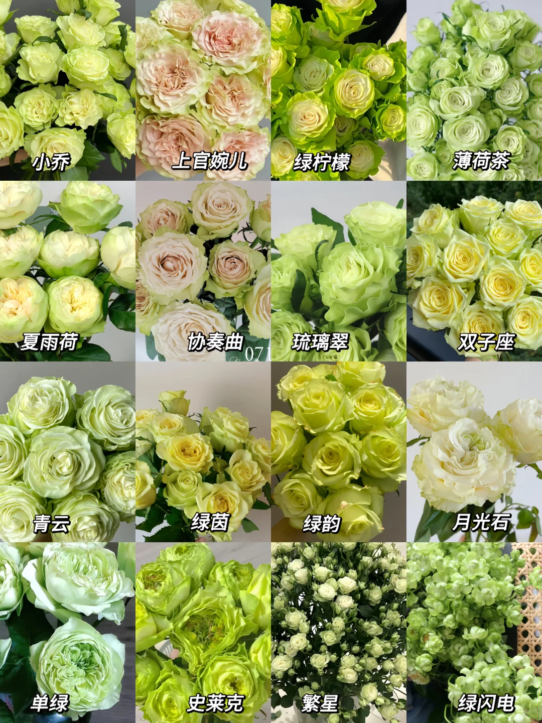 每日识花系列｜一次性认识16种绿色玫瑰