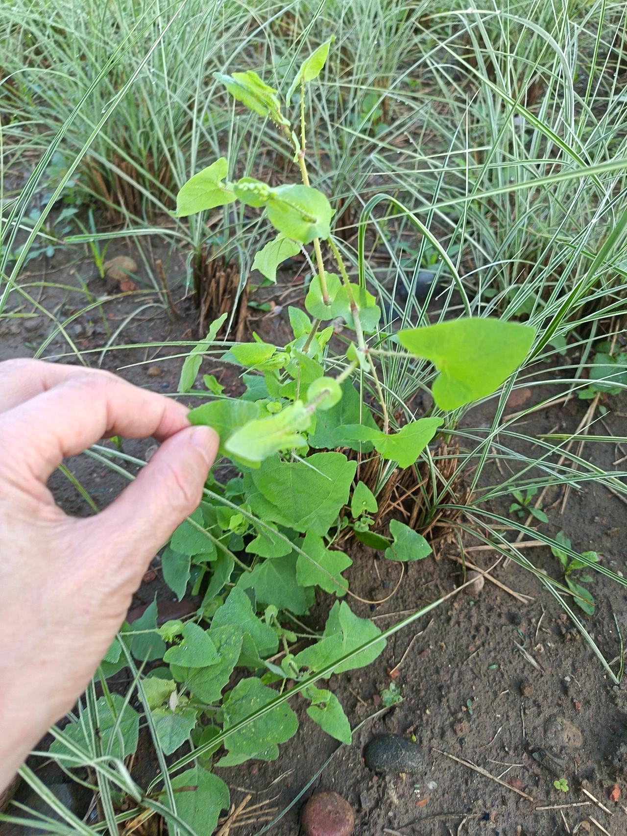 你知道它叫什么植物吗？

今天晨跑归途当中，发现了好久没看见过的这个植物，在我们