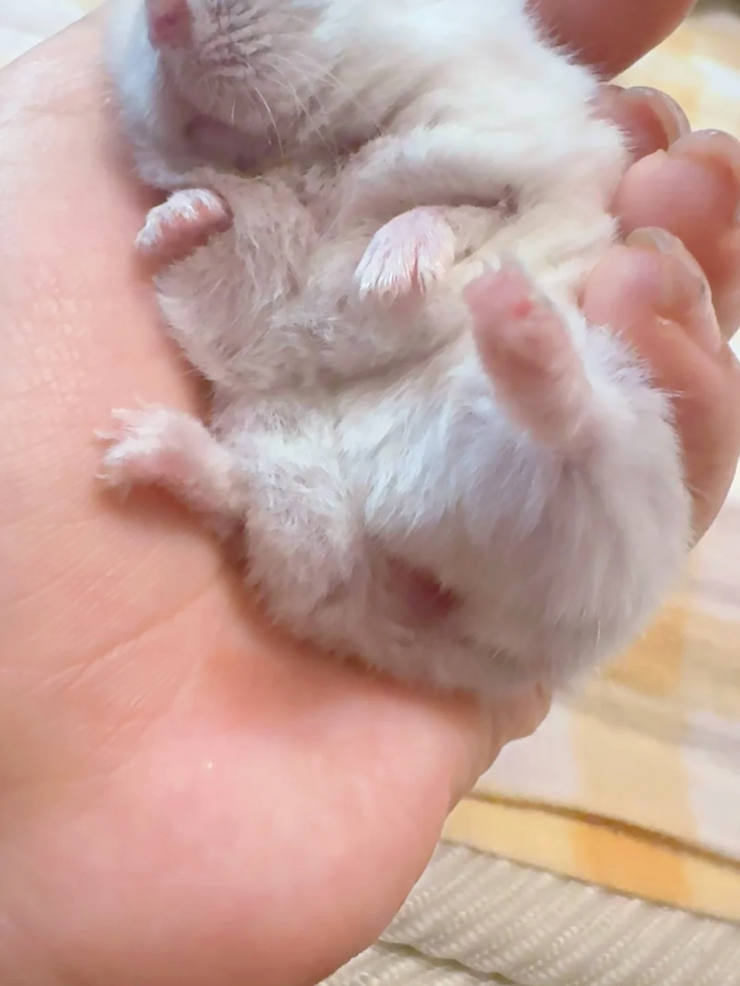 玉足
