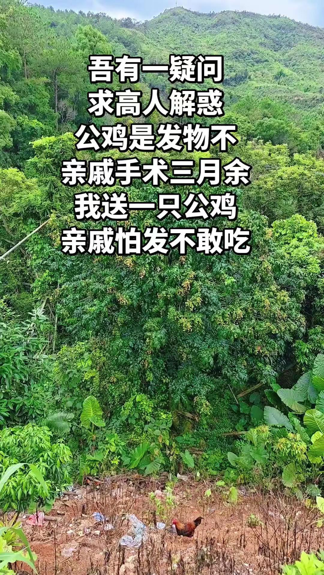 公鸡是发物吗