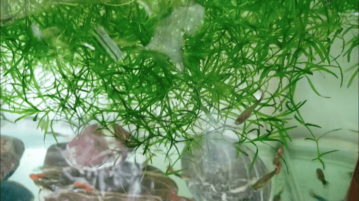 鱼缸里面的鱼腥味怎么消除？#观赏鱼水质处理#
