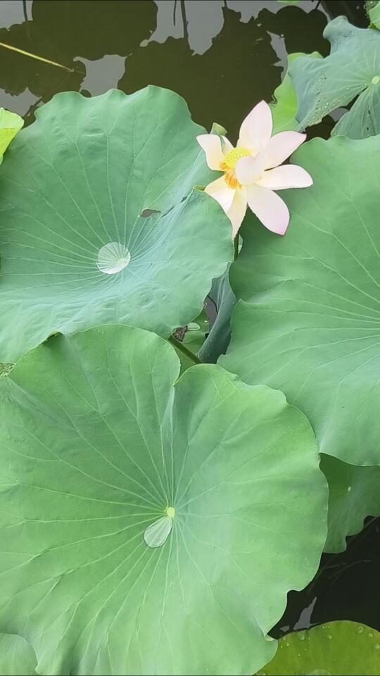 今日荷花