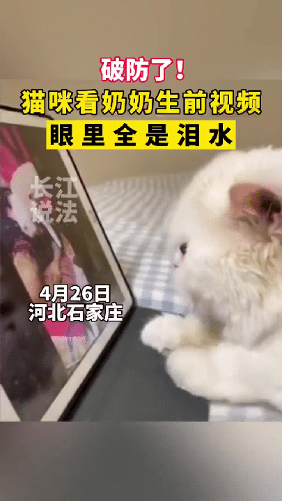 看哭了，猫竟然听懂了。近日，河北石家庄，猫含着眼泪看完奶奶生前的视频，下一秒让人
