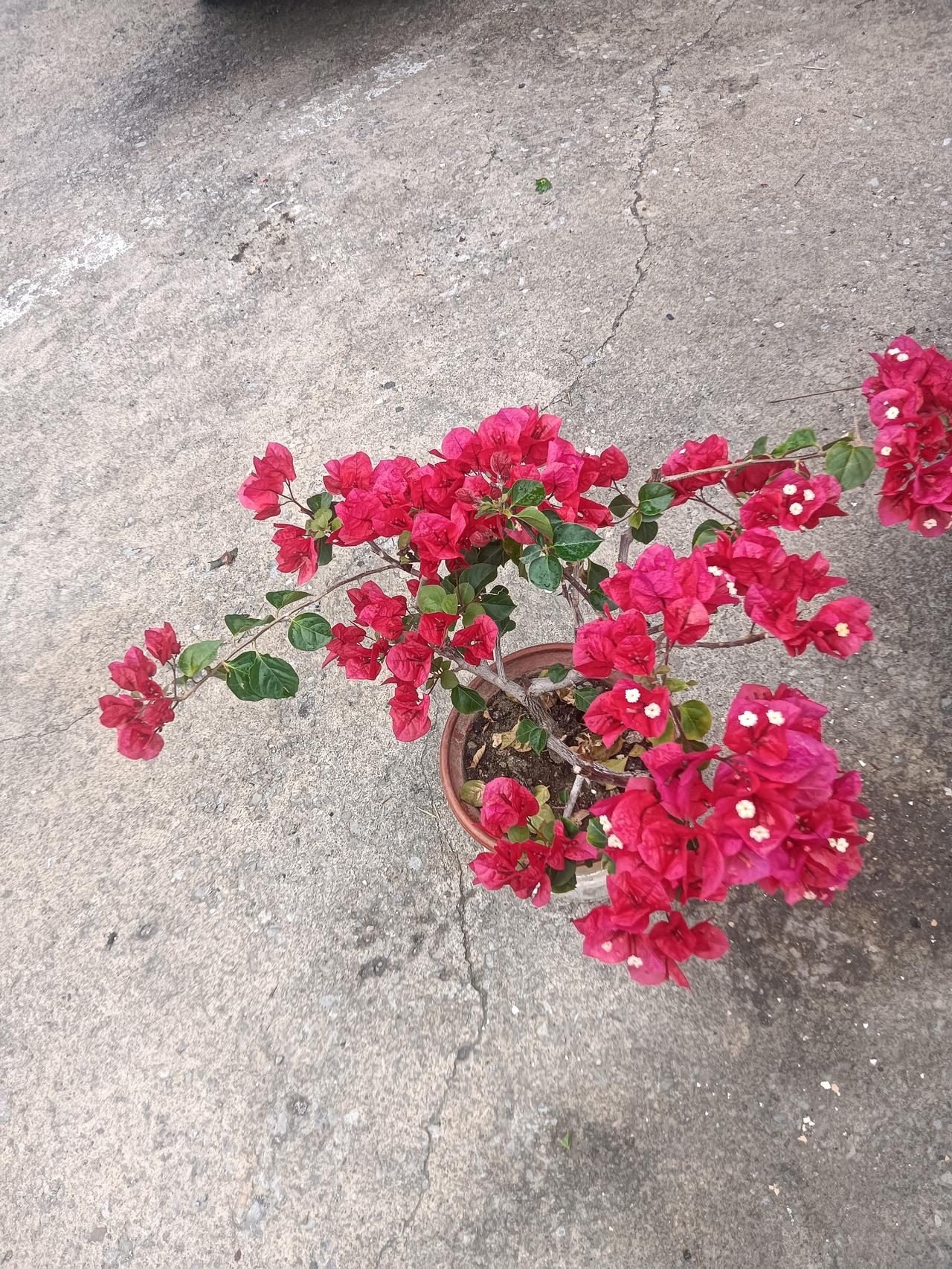 花容月貌
藏头诗
文/李兴伟
花容月貌人俊俏，
容貌体现人才好。
月老牵线搭鹊桥