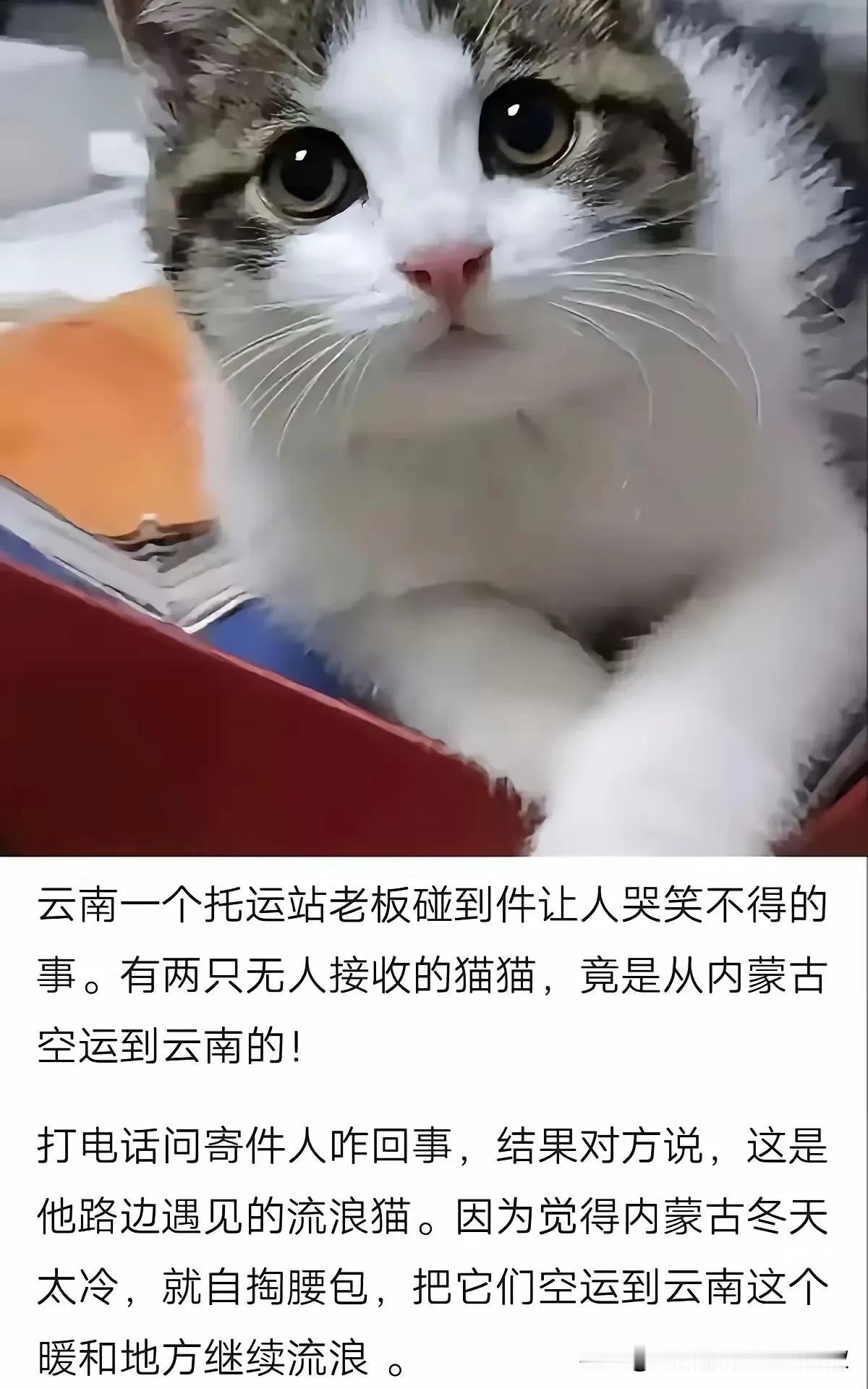 内蒙流浪猫遇见了“上帝”！