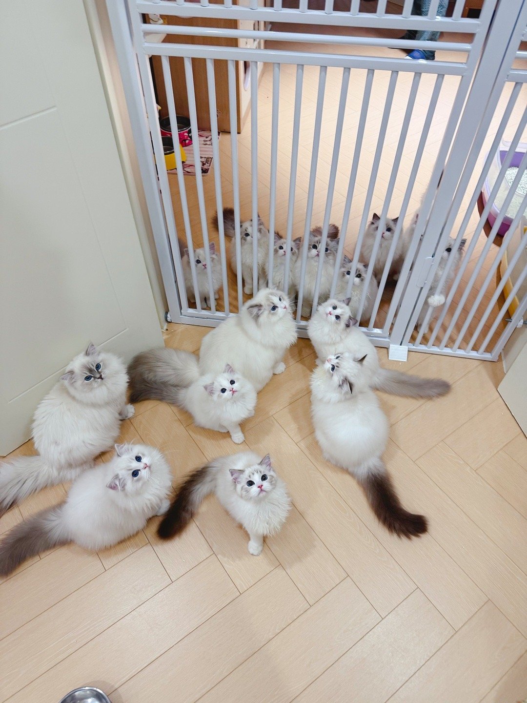 肉肉马上到了，不要急[doge] ​​​