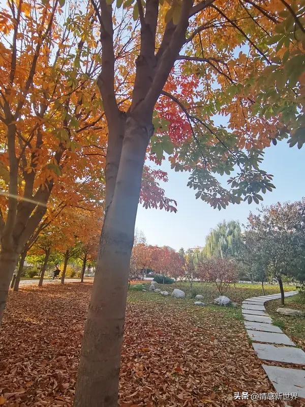 分享一张我珍藏的日本北海道定山溪温泉秋色图。十月去日本赏秋正当时，北海道可是秋色