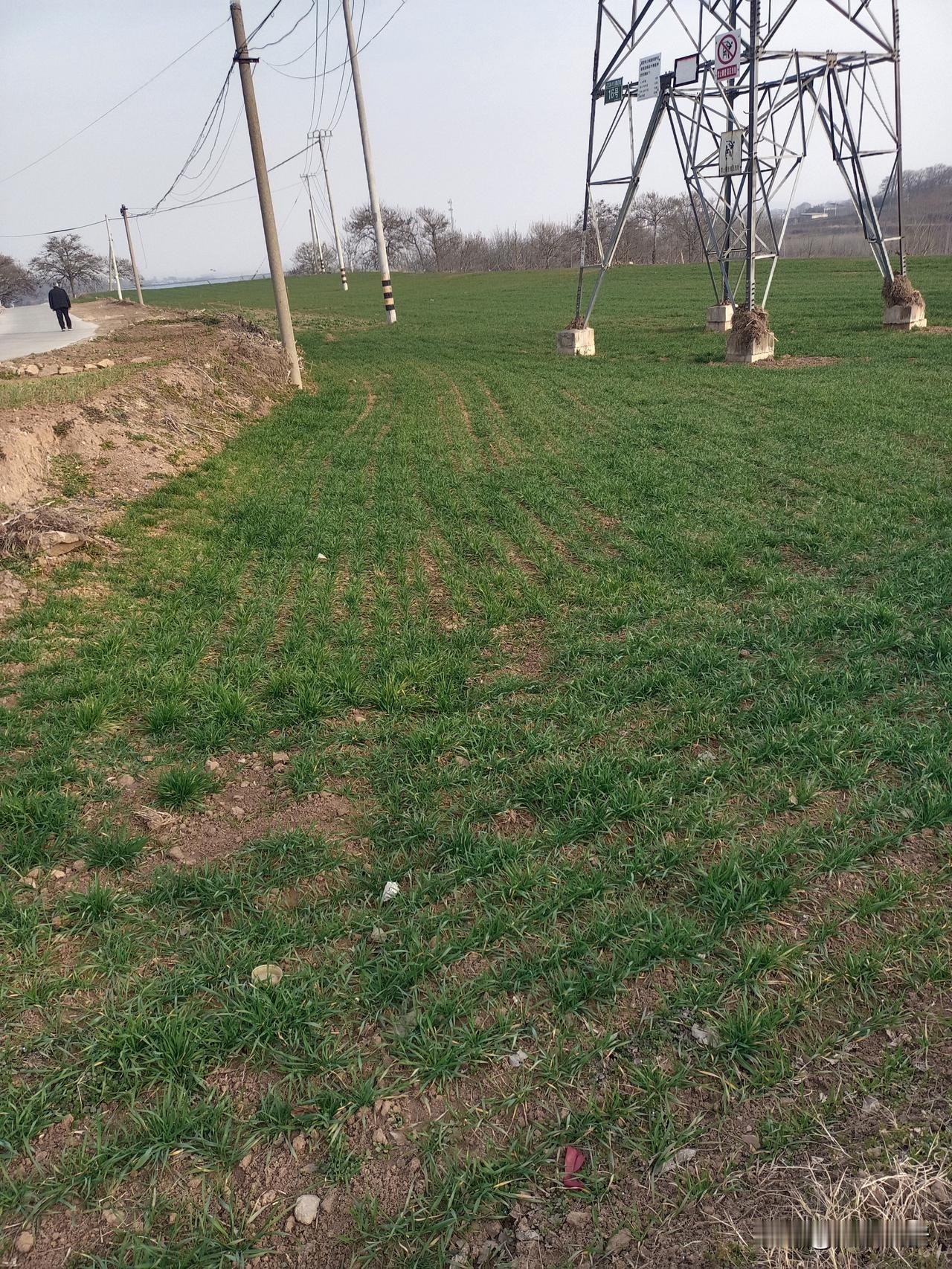 村口那片冬小麦
 
每次回老家，都爱往村口的麦田里钻。
 
这时候的麦苗刚冒头，