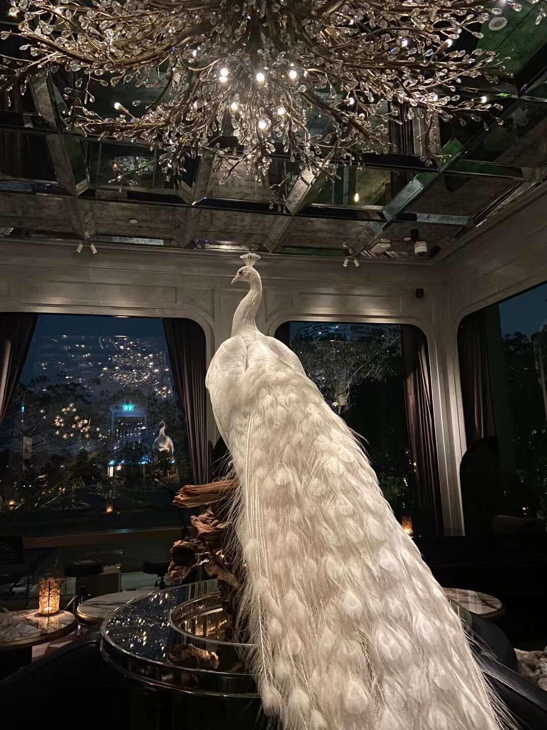 点赞这只白孔雀 6月一切顺利🙏🏻 ​​​