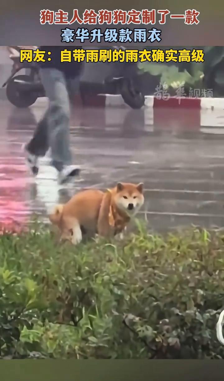 狗主人给狗狗定制了一款豪华升级款雨衣。网友：自带雨刷的雨衣确实高级。
下暴雨了，