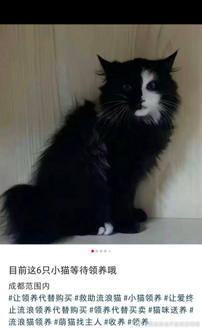 50234【丑猫】刷视频看到的……善恶美丑我已无心分辨… 