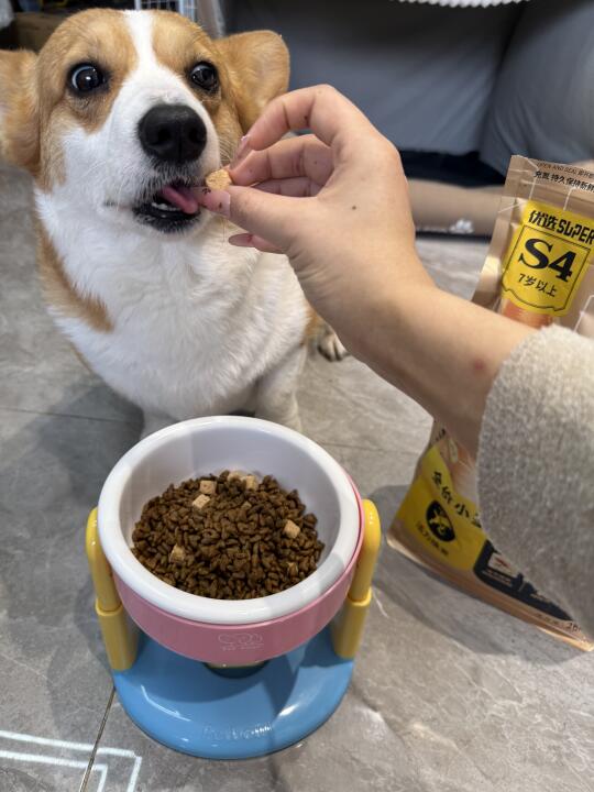 7岁是狗狗分水岭❗️选错粮加速衰老❓