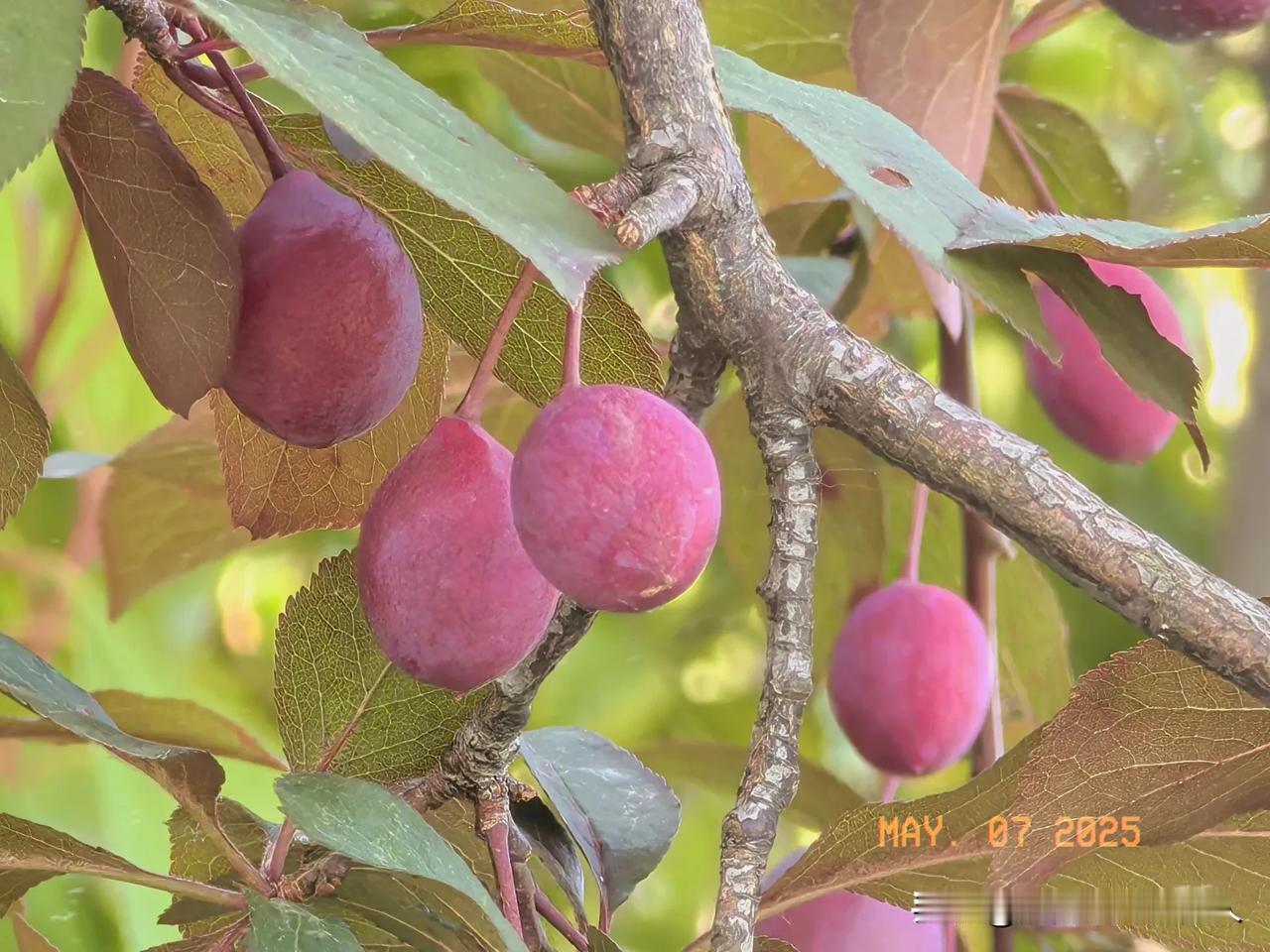 看到小李子，
初夏清晨，
微风轻拂，
荷花池边，
红红小李子。