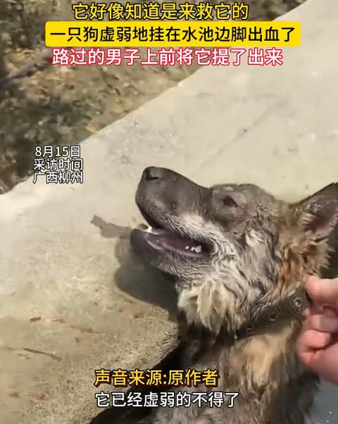 太有灵性了！广西，小伙开车上路，突然从路边传来哀嚎声，小伙下意识转头一看，发现旁