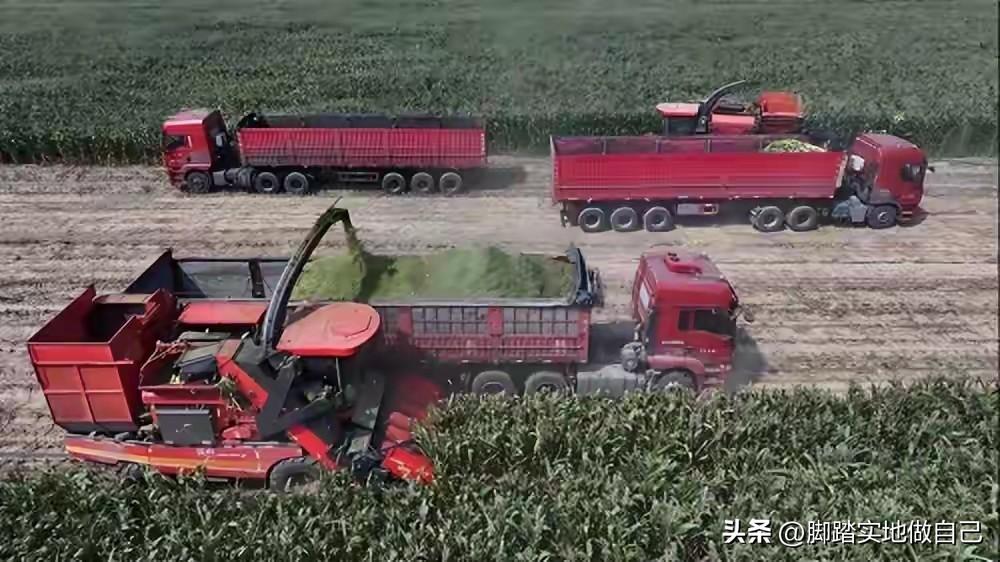 满眼金黄！府谷2000亩甜糯玉米喜丰收，这才是实实在在的幸福
 
 
榆林府谷的