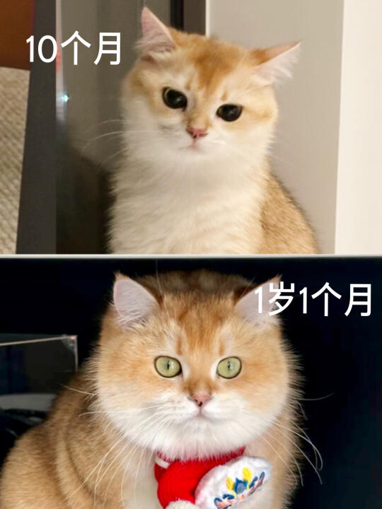 见一个劝一个，猫咪长肉神器我佛了
