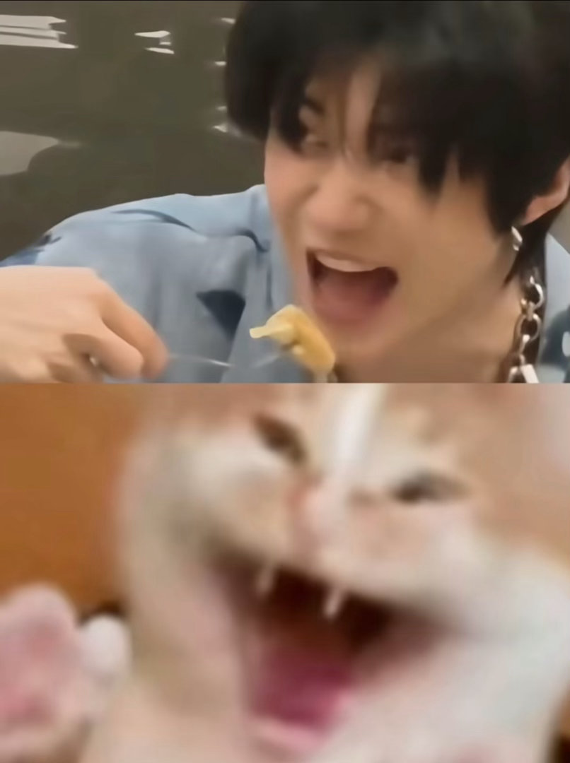 饿猫进食 
