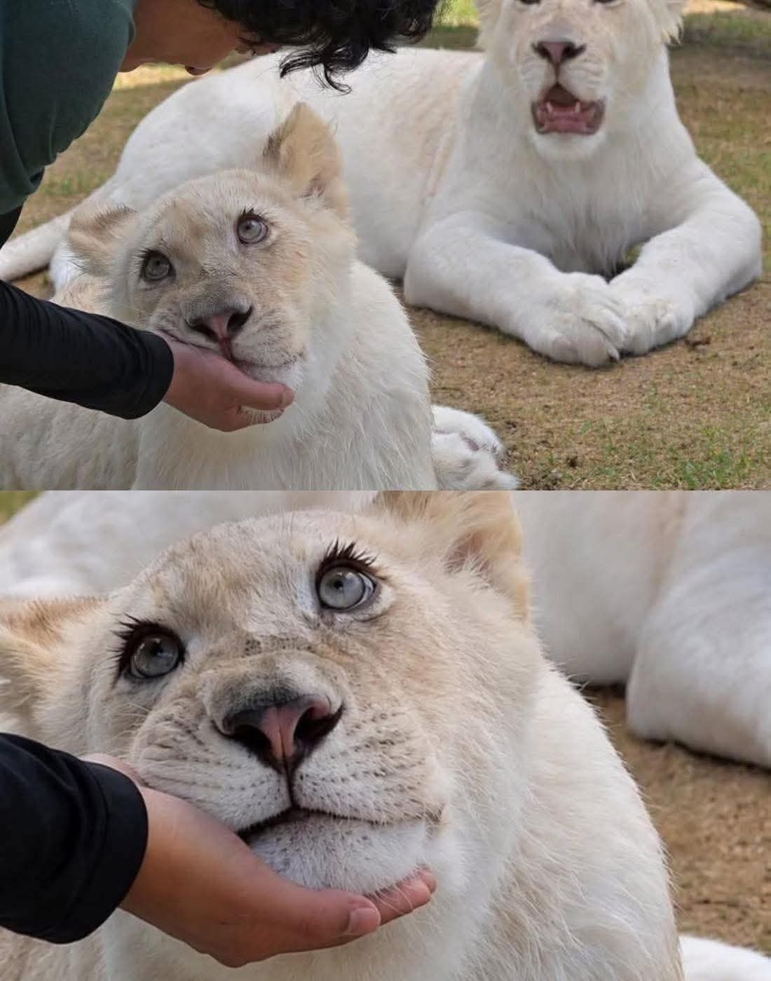 awwww