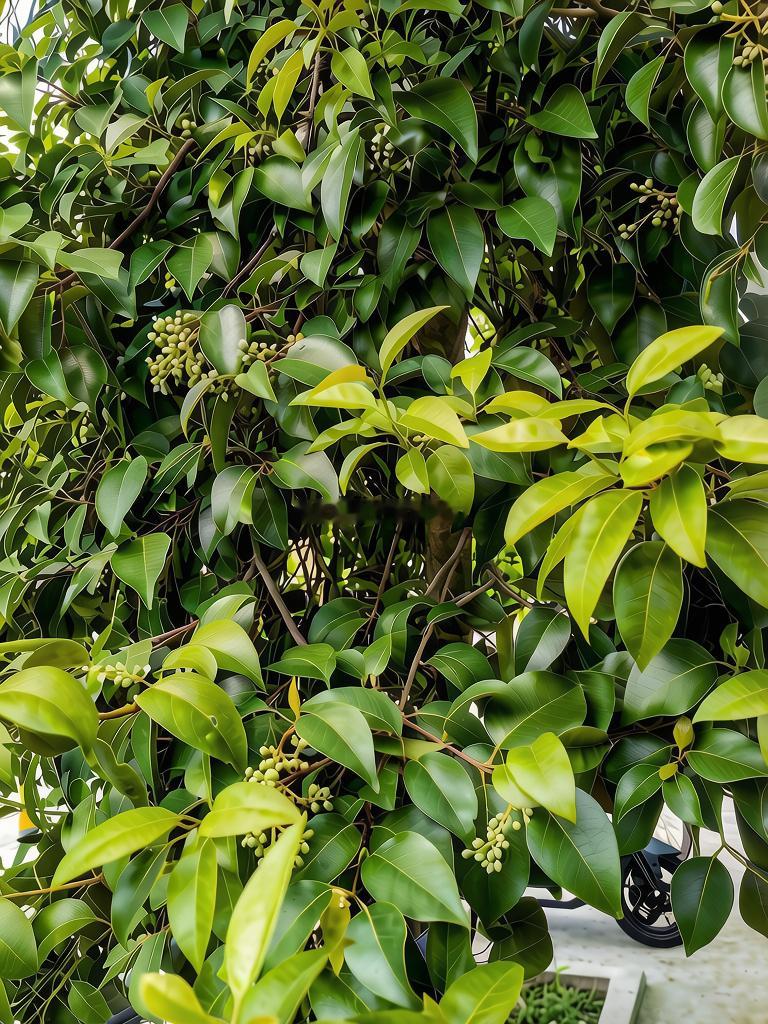 每天分享一个养眼花卉。随拍，我爸妈他们家院子里的一棵桂花树。早安，新的一天！生活