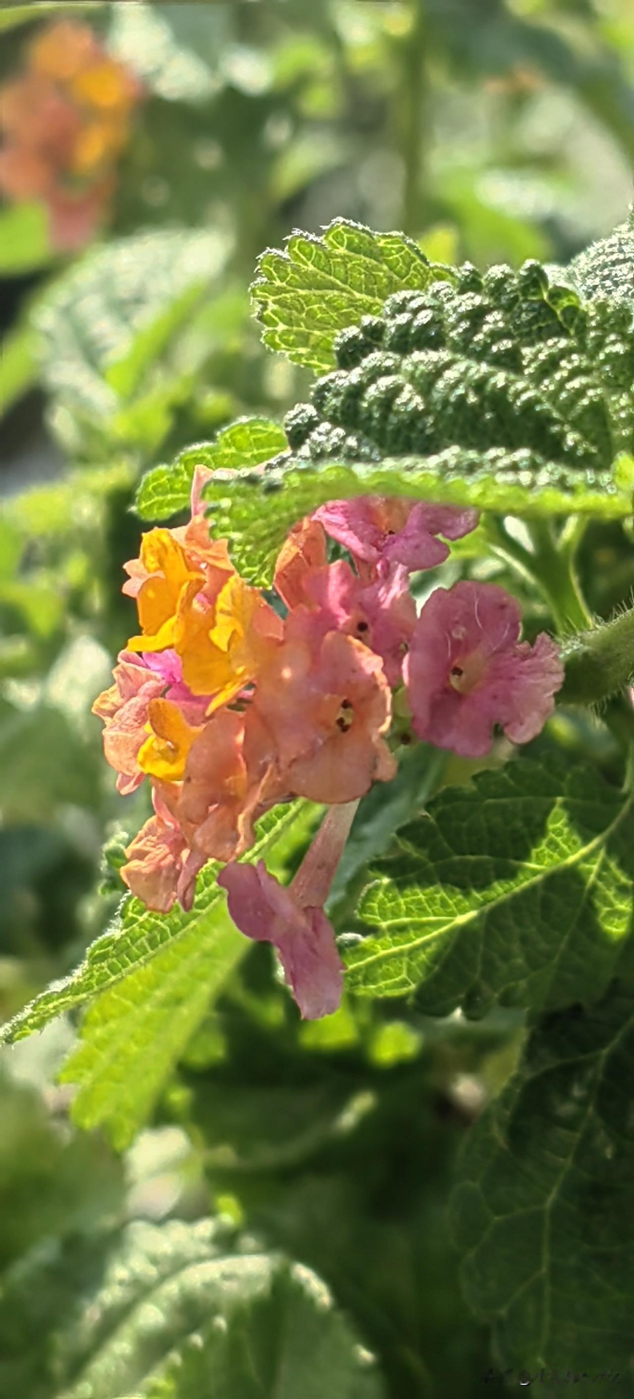 对于“小鬼子”的问题，根本不是道不道歉的事，而是我们以此为锲机，一锤子摁死“钓鱼