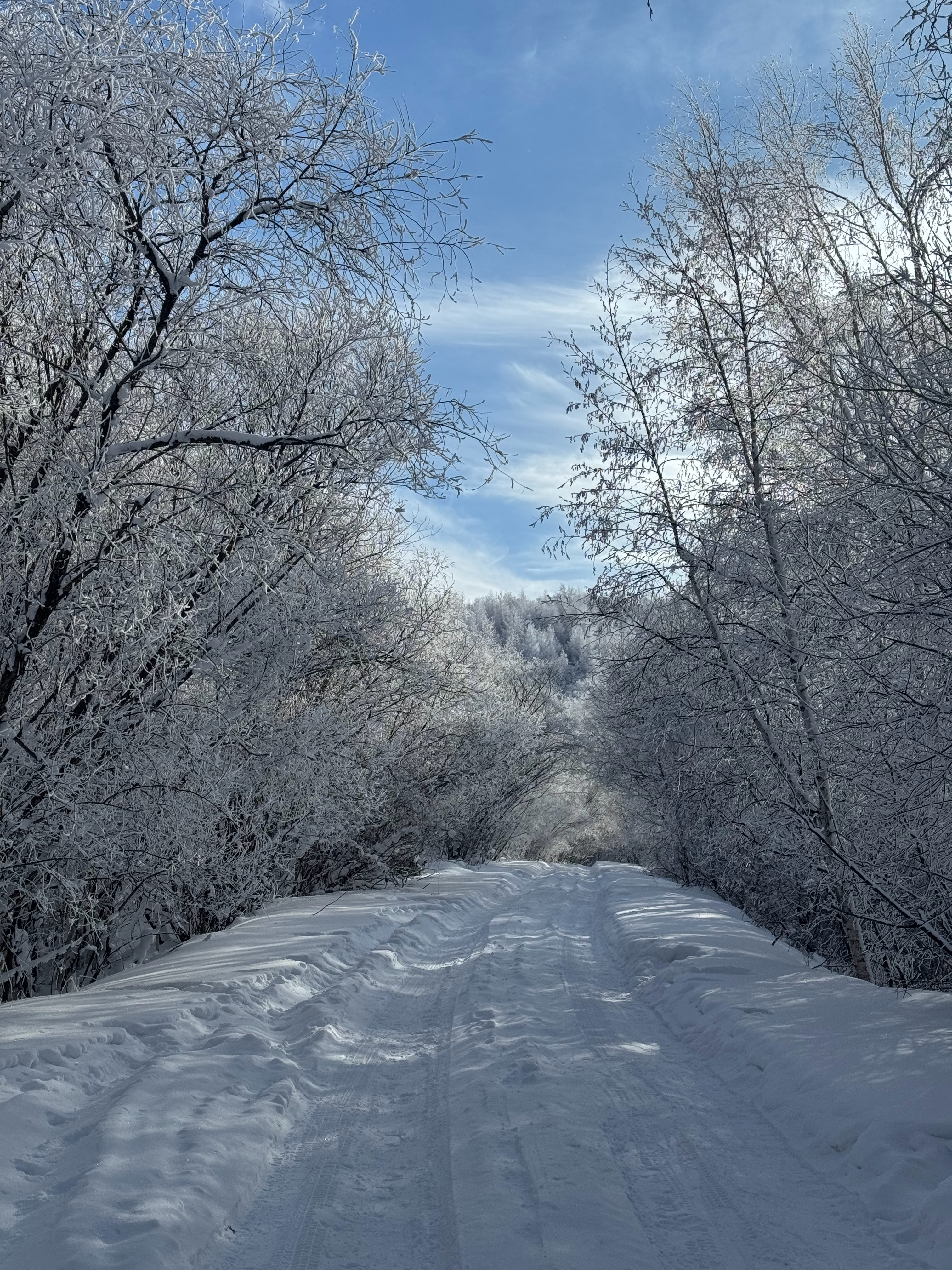 分享阿尔山的雪国世界分不清是雾凇还是树上的雪总之这个世界是白色的还遇上了小狐狸感