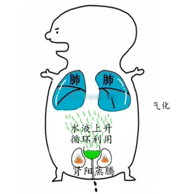 肾和水的关系不一般，湿气重往往就是肾阳不足。水的特性是滋润，肾在中医里面是属水的