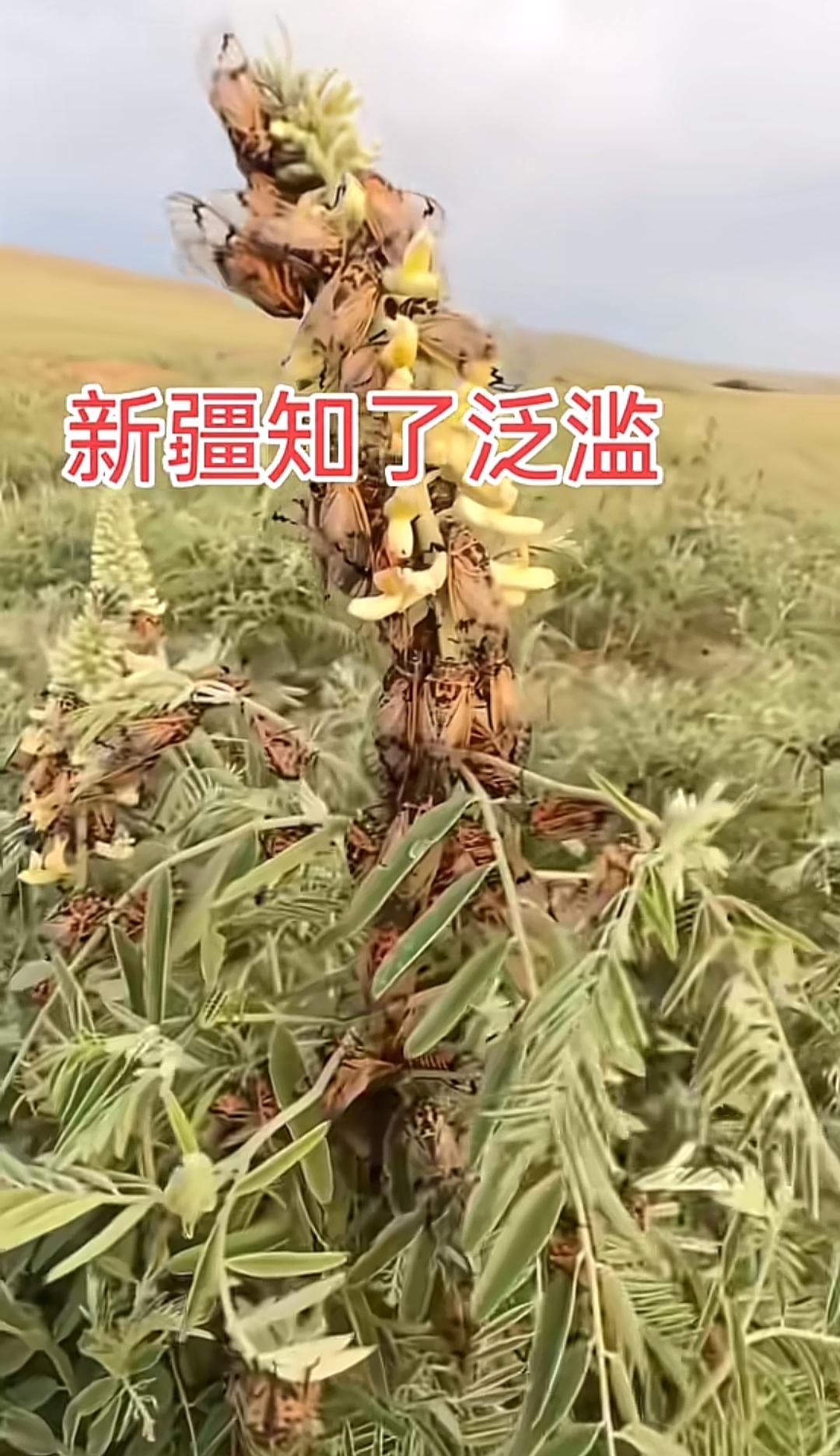 家人们，有没有一起去新疆捉知了猴的？
你说这要是在咱大山东，怎么可能让它变成知了