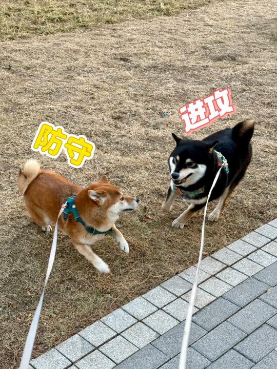 看这架势，谁也不想对方好过