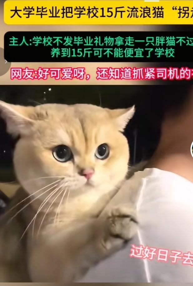 毕业打包15斤校宠胖猫，毕业生硬核“拐走”校园团宠
 
毕业季上演温情偷猫大戏，