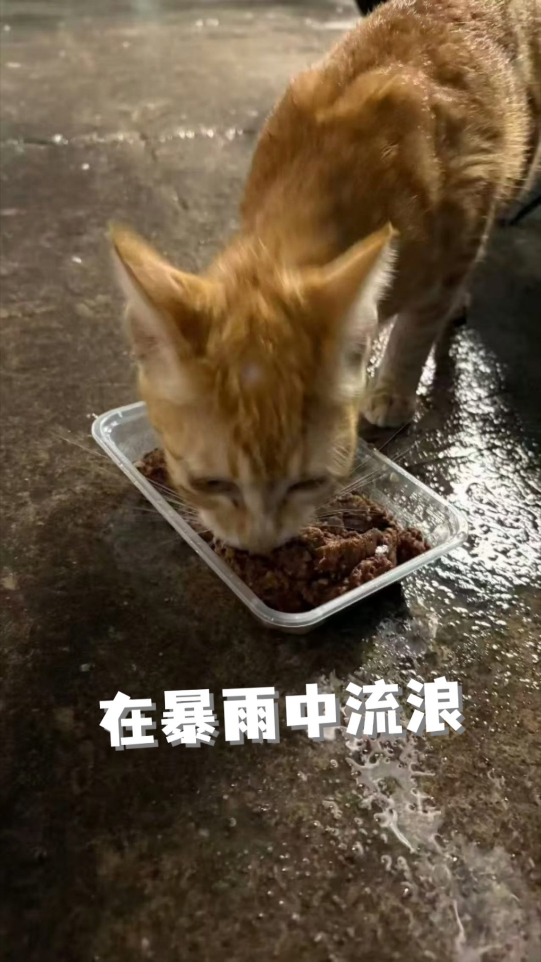 若兰在新家可爱极了。😘回访 深圳