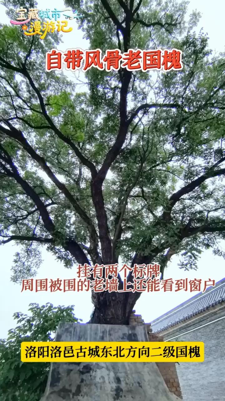自带风骨老国槐。
这里是洛阳洛邑古城东北方向妥灵宫的南侧，这里有一棵大槐树，非常