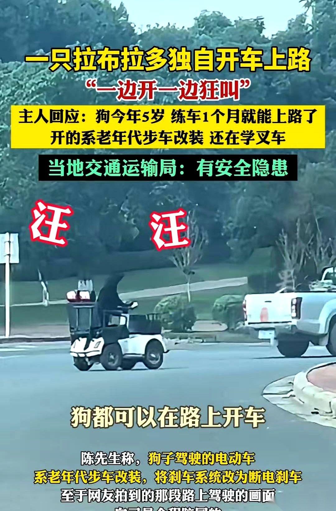 刷到个视频，我人都傻了。
四川大马路上，一辆老年代步车里，驾驶位上坐着的，是条狗
