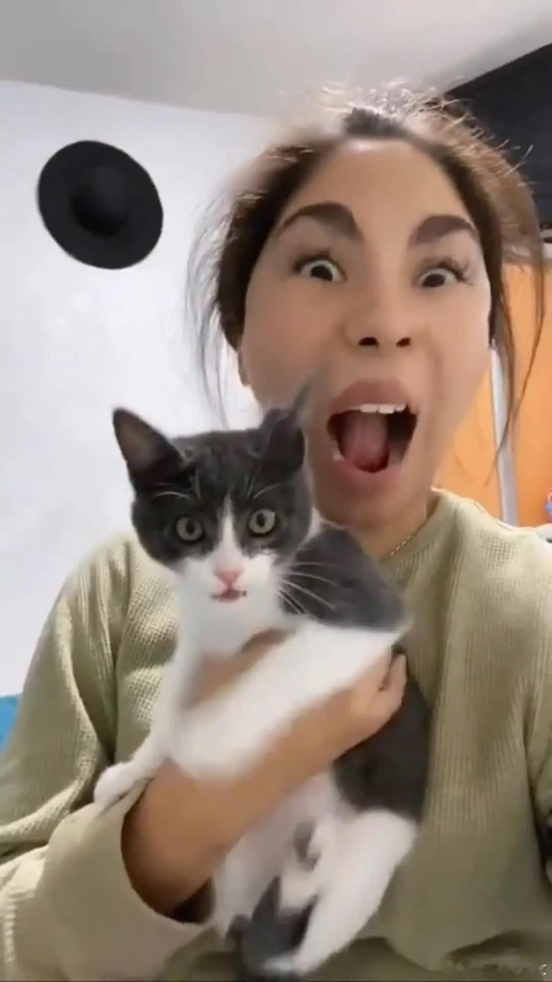 猫：👻啊！萌宠宠物