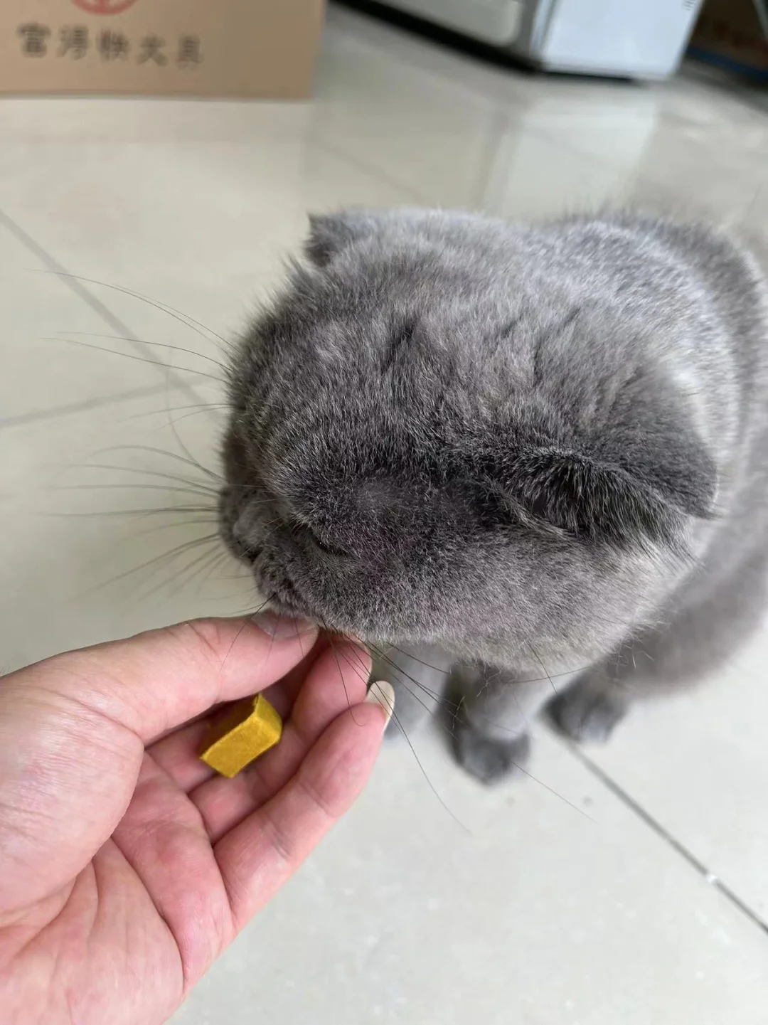 ✅我发现了，改善猫咪食欲不振的方法了