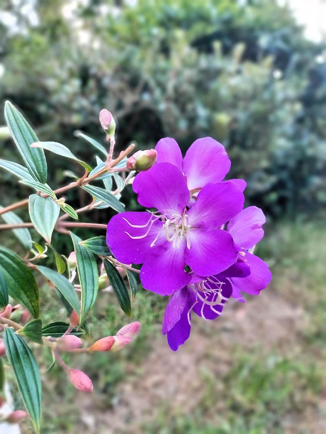 一朵娇艳的紫色花于枝头傲然绽放。微风轻轻拂过，那朵紫花微微摇曳，恰似一位翩翩起舞