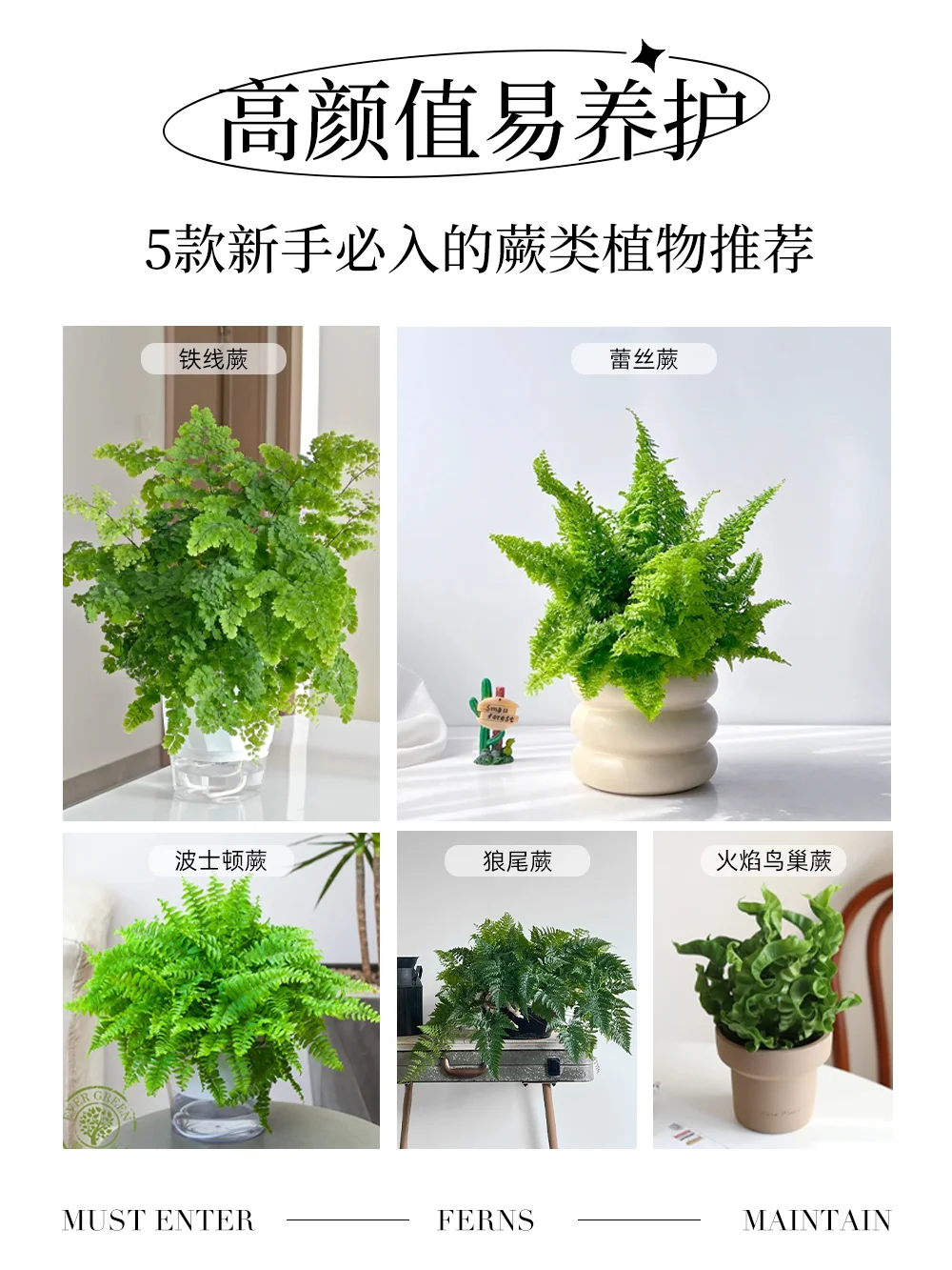 🌿新手友好，颜值爆表的5款蕨类推荐🌿