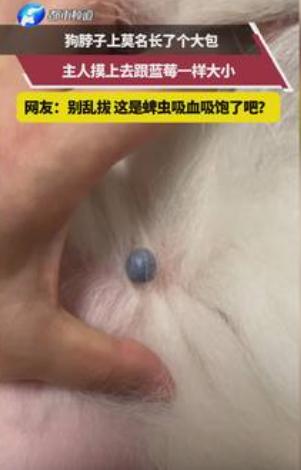 防不胜防！天津一位主人给爱犬梳毛，梳着梳着，竟在狗子脖颈的毛发深处，发现牢牢“长