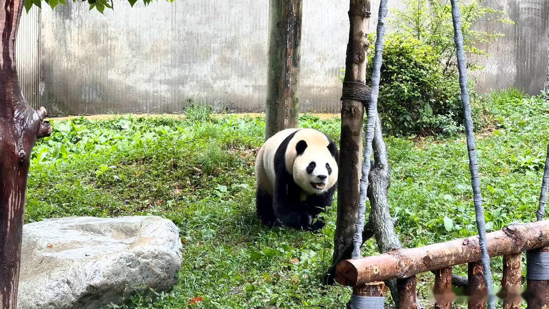 据说这里的镇馆之宝叫福宝 感觉卧龙这个熊猫中心真的超赞！无论是北京的、成都的、还