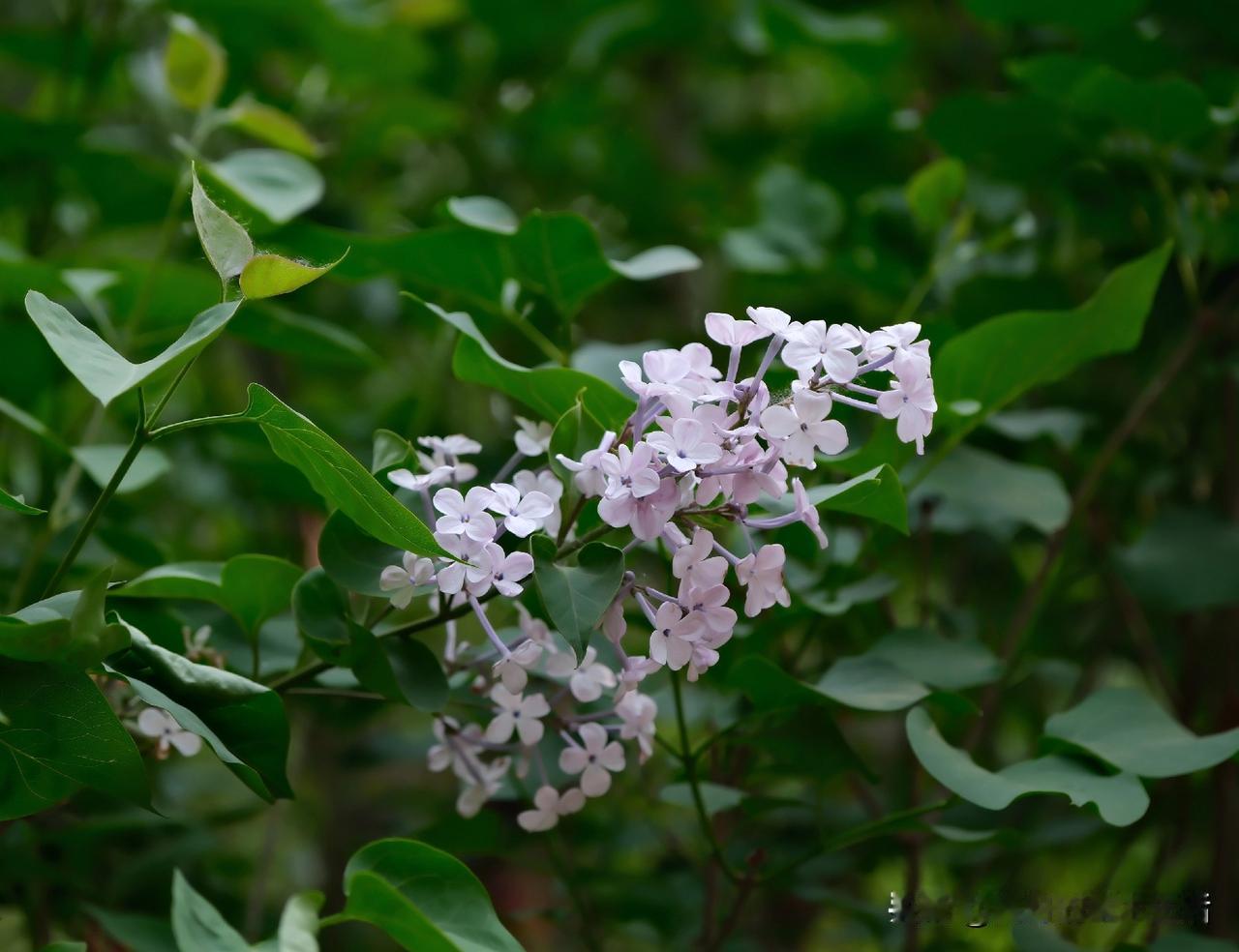 这几天发现一个新鲜事，
我最近的三篇微头条，
被平台识别为优秀笔记，
还给了流量