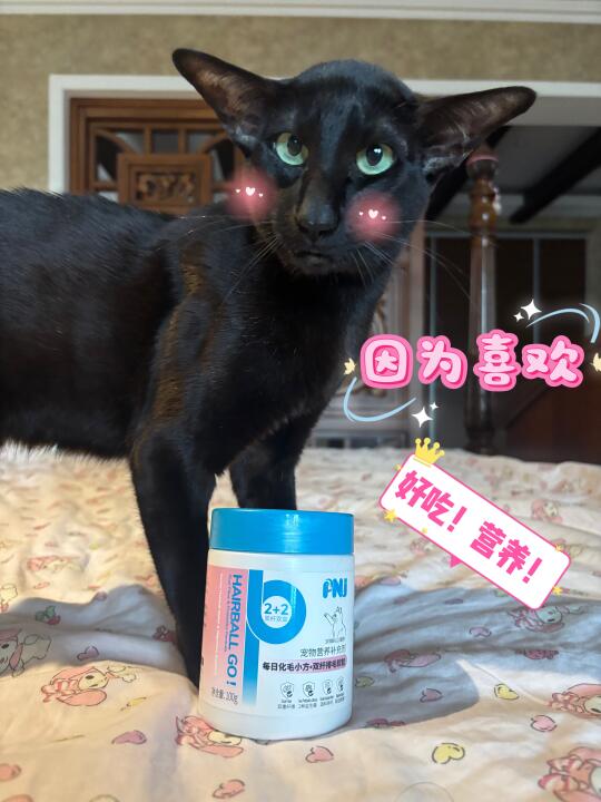 养短毛猫的家长排毛不愁！有这一小瓶就够了