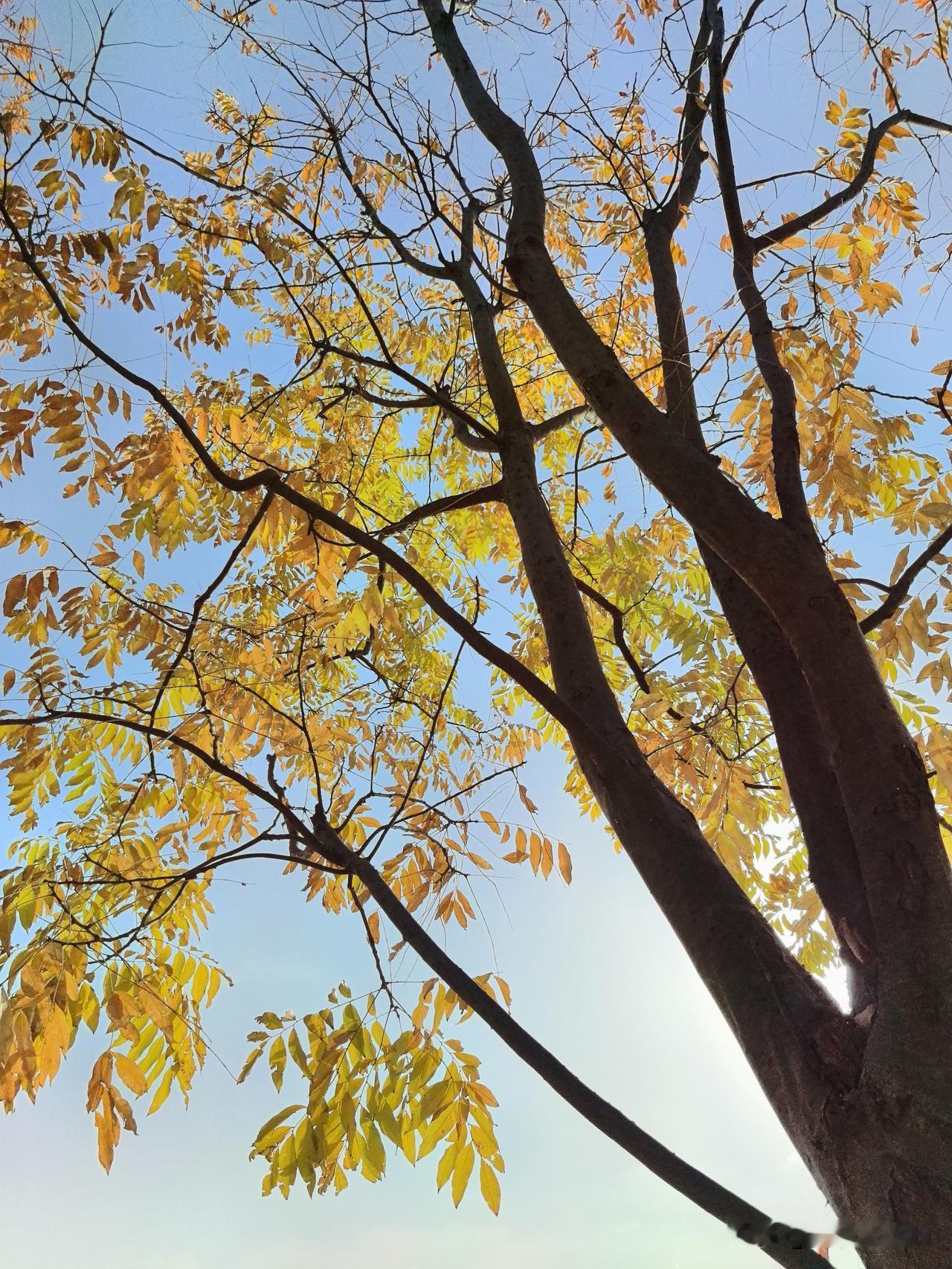 今年重阳，我爬上北山，蓦然间，竟认不出脚下的西宁城了。

记忆中的西宁，是低矮的