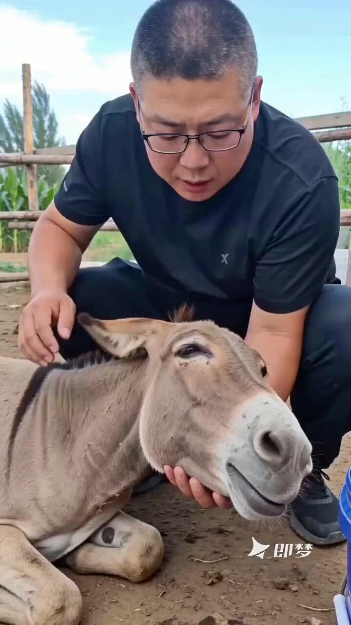 驴拉稀脱水有多致命？🐴驴拉稀脱水是导致驴伤亡最多的疾病之一，一旦发现要及时处理