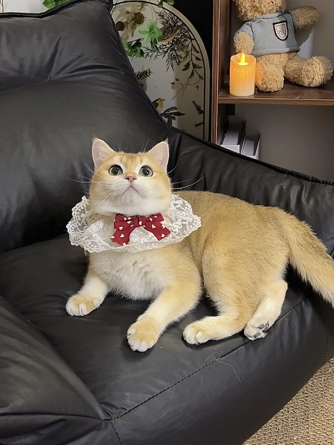 小偿 | ny12色金渐层妹妹