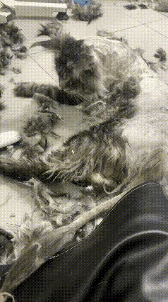 中！这画面感也太强了😂
猫主子一脸委屈又暴躁，爪子对着推子啪啪猛扇，给推子都吓