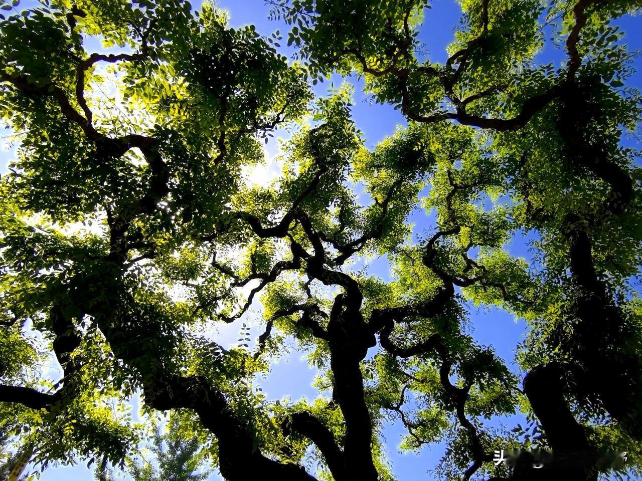 树影婆娑间，岁月静好怎么拍摄花丛人像避免游客照 中国仙境美景 油菜花拍人物照穿什